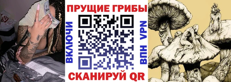 Псилоцибиновые грибы Psilocybine cubensis  мориарти официальный сайт  Мосальск 